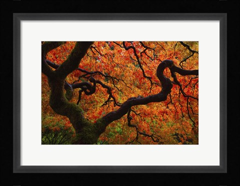 Framed Fall Chaos copy Print
