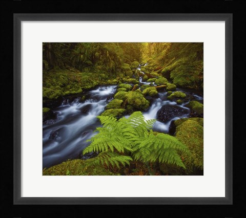 Framed Gorton Creek Fern Print