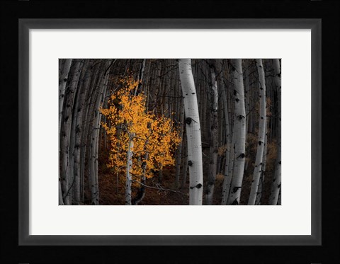 Framed Light of the Forest Print