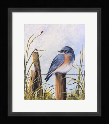 Framed Bluebird Print