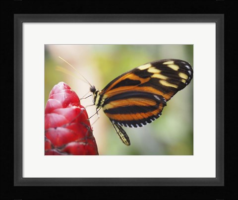 Framed Butterfly 1 Print