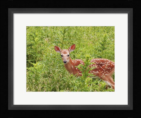 Framed Deer Print