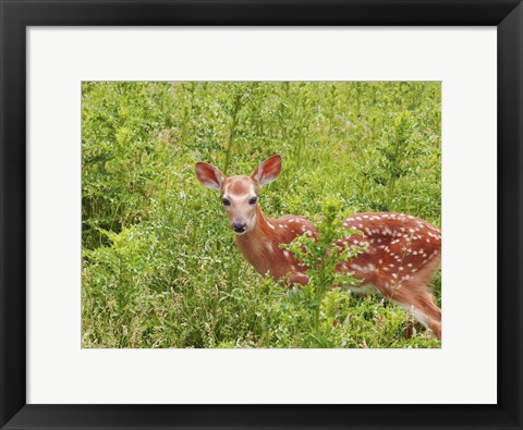 Framed Deer Print