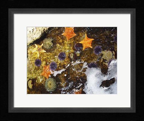 Framed Starfish Print