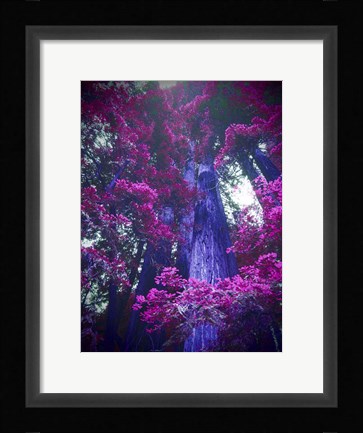Framed Tree 2 Print