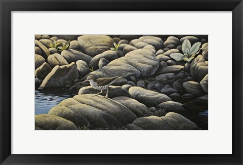 Framed Along The Creek - Spotted Sandpiper Print