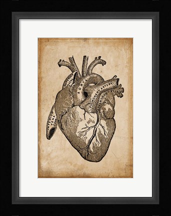 Framed Anatomy 8 Print