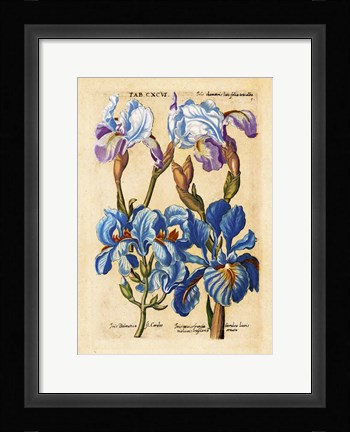 Framed Matthaeus Merian Bearded Iris-Early16s Print