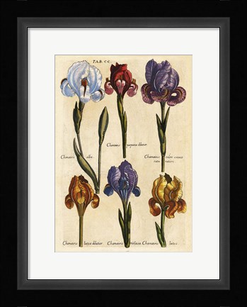 Framed Merian MattheusIrises - Early 16s Print