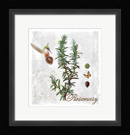 Framed Botanical Garden Rosemary Herb Print