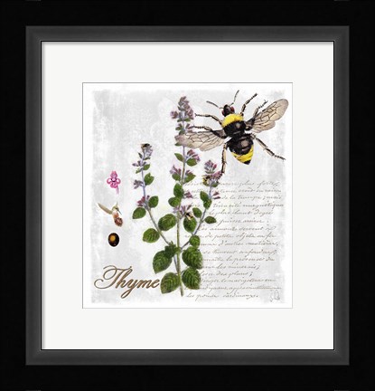 Framed Botanical Garden Thyme Herb Print