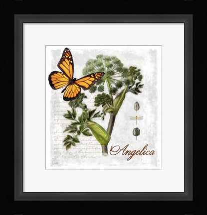 Framed Botanical Gardern Angelica Herb Print