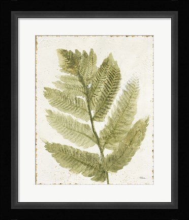 Framed Forest Ferns I Antique Print