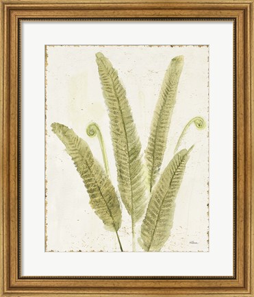 Framed Forest Ferns II v2 Antique Print