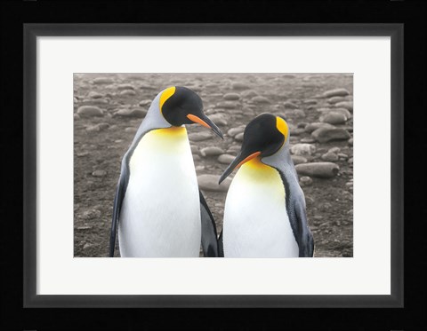 Framed Courting Print