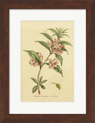 Framed Herbal Botanical XXVI Print