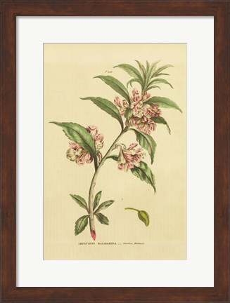 Framed Herbal Botanical XXVI Print