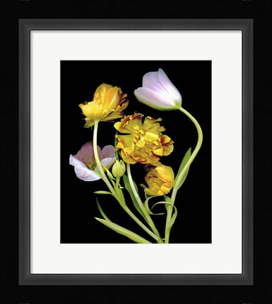 Framed Tulips Print