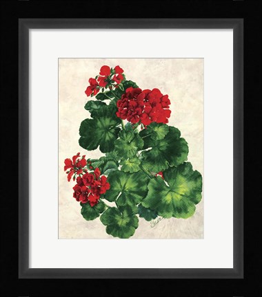 Framed Red Geranium Print