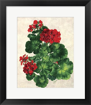 Framed Red Geranium Print