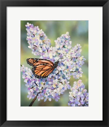 Framed Butterfly with Hydrangea Print