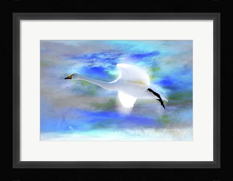Framed White Swan Fly Print