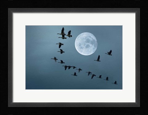 Framed Fly away Print