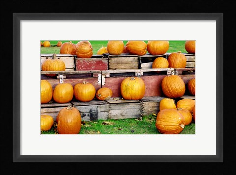 Framed Pumpkins Print