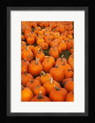 Framed Pumpkins 2 Print