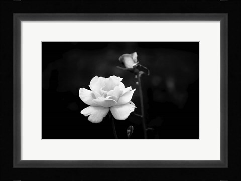 Framed White Rose Print