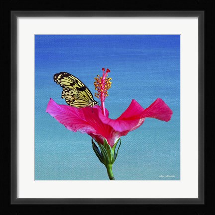 Framed Butterfly And Flower 3X Print