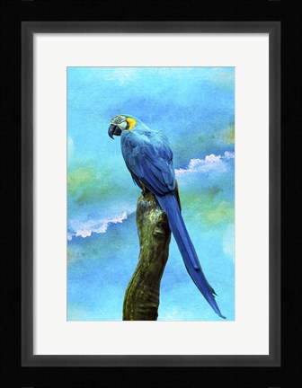 Framed Blue Parrot Print