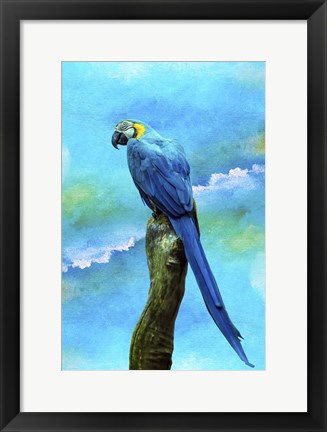 Framed Blue Parrot Print