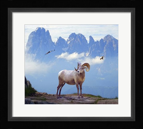 Framed Mountain Sheep Print