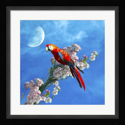 Framed Red Parrot Print