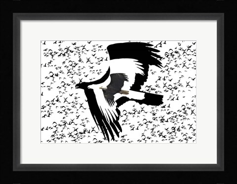 Framed Black Birds 2 Print