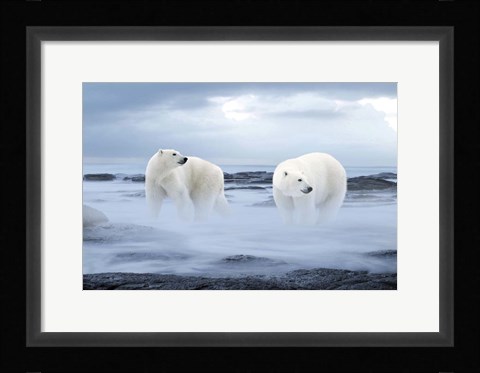 Framed Polar Bear Print