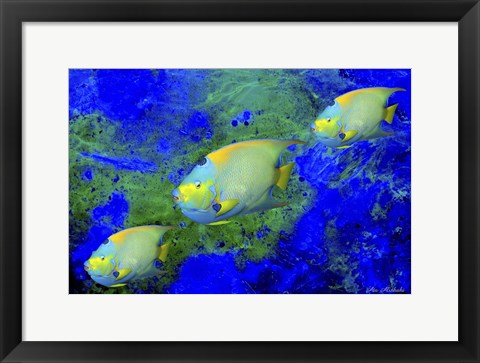 Framed Fish Art 1 Print
