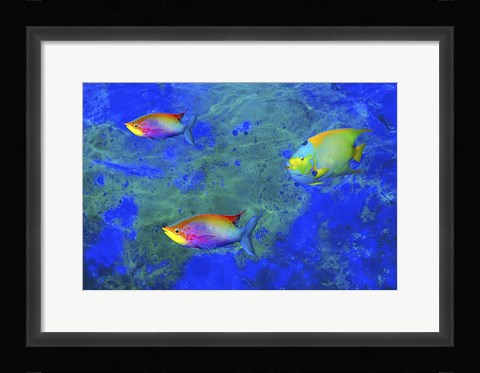 Framed Fish Art 2 Print