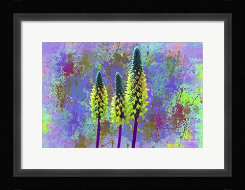 Framed Flower Design H52 Print