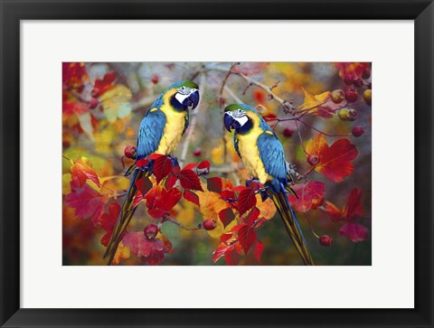 Framed Bird Collection 19 Print