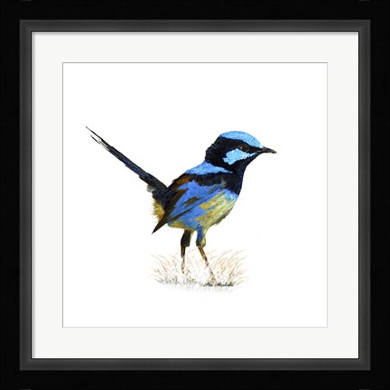 Framed Bird Collection 21 Print