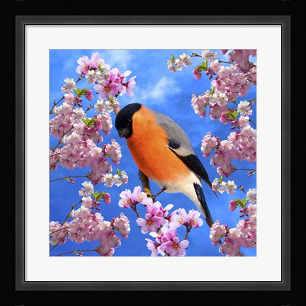 Framed Bird Collection 28 Print