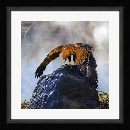 Framed Bird Collection 29 Print