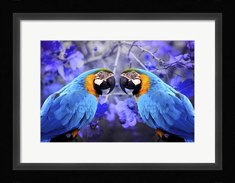 Framed Bird Collection 32 Print