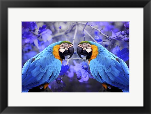 Framed Bird Collection 32 Print