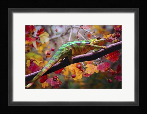 Framed Chameleons Print