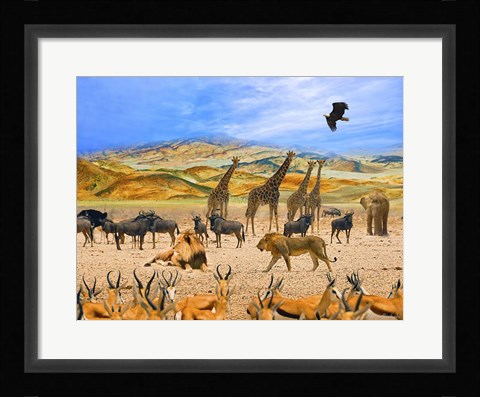 Framed Lion African Safari 1A Print