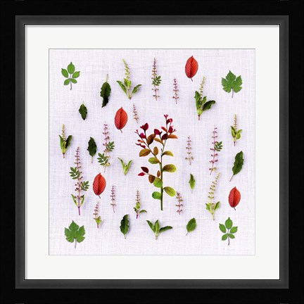 Framed Herbs Print