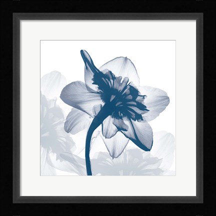 Framed Daffodil dance Print